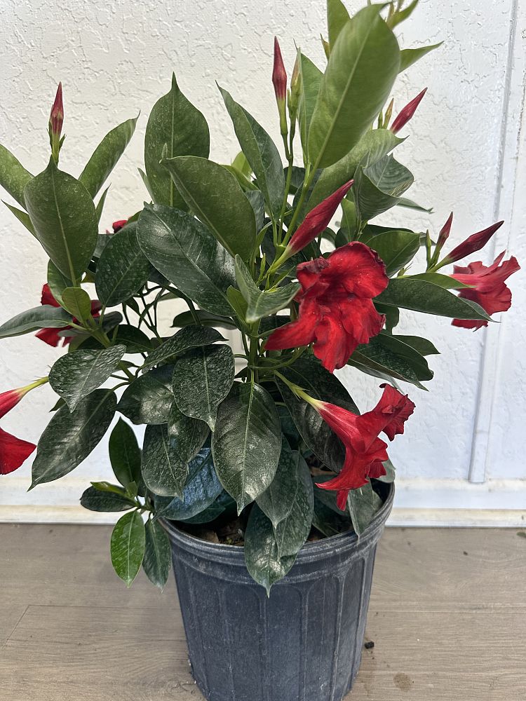mandevilla-dipladenia