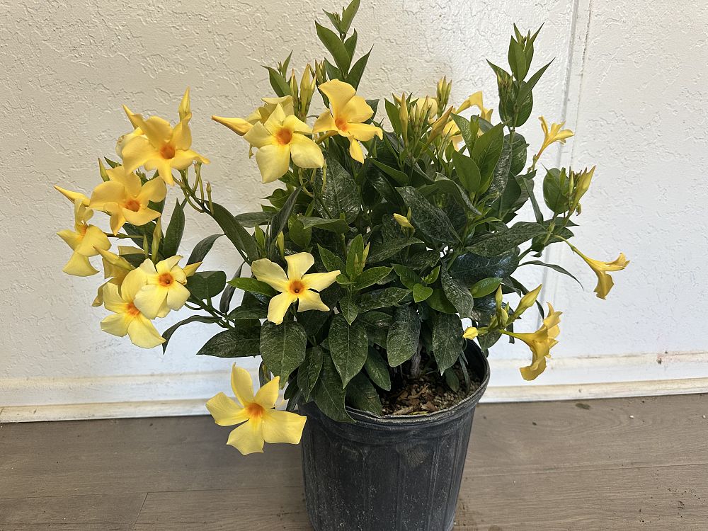 mandevilla-dipladenia
