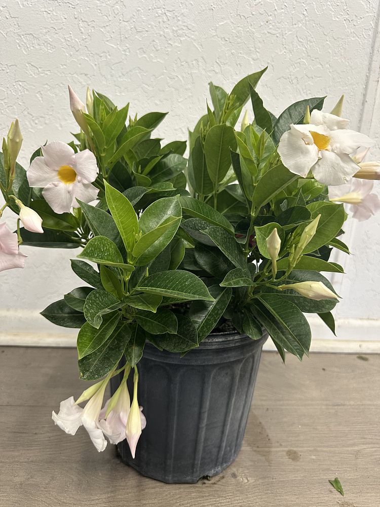 mandevilla-dipladenia