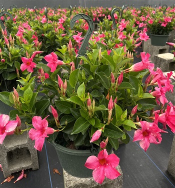 mandevilla-dipladenia