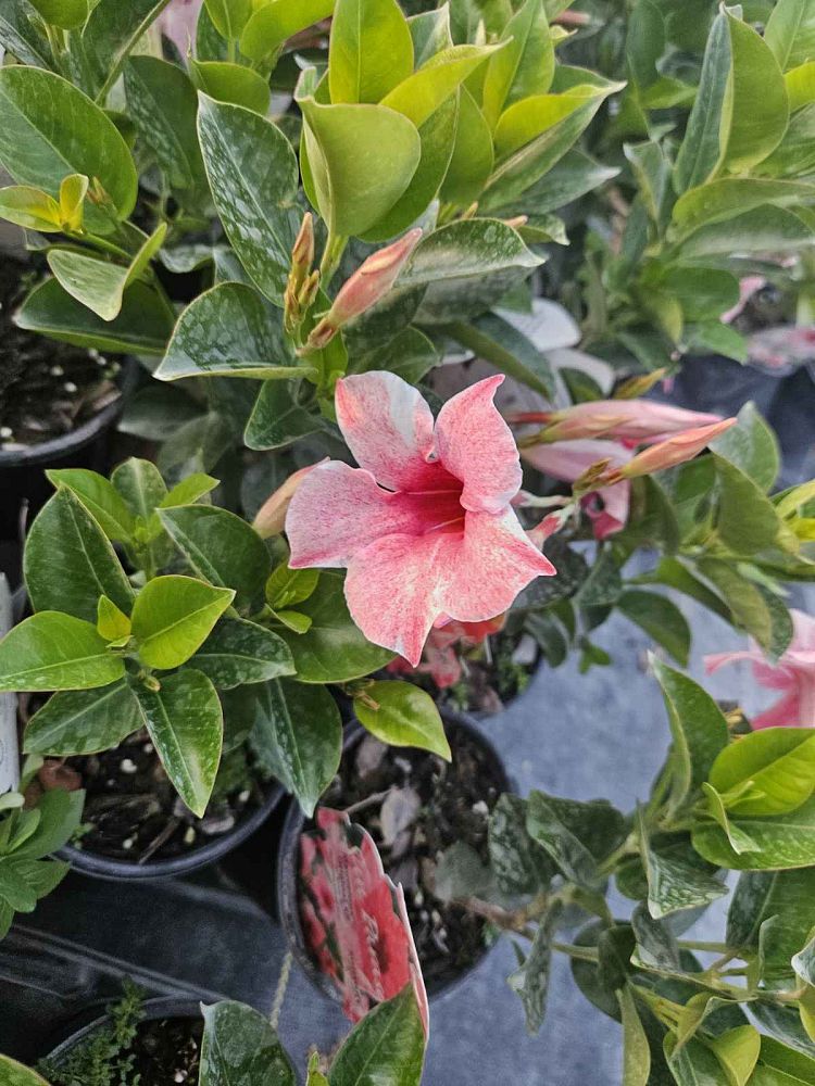 mandevilla-dipladenia