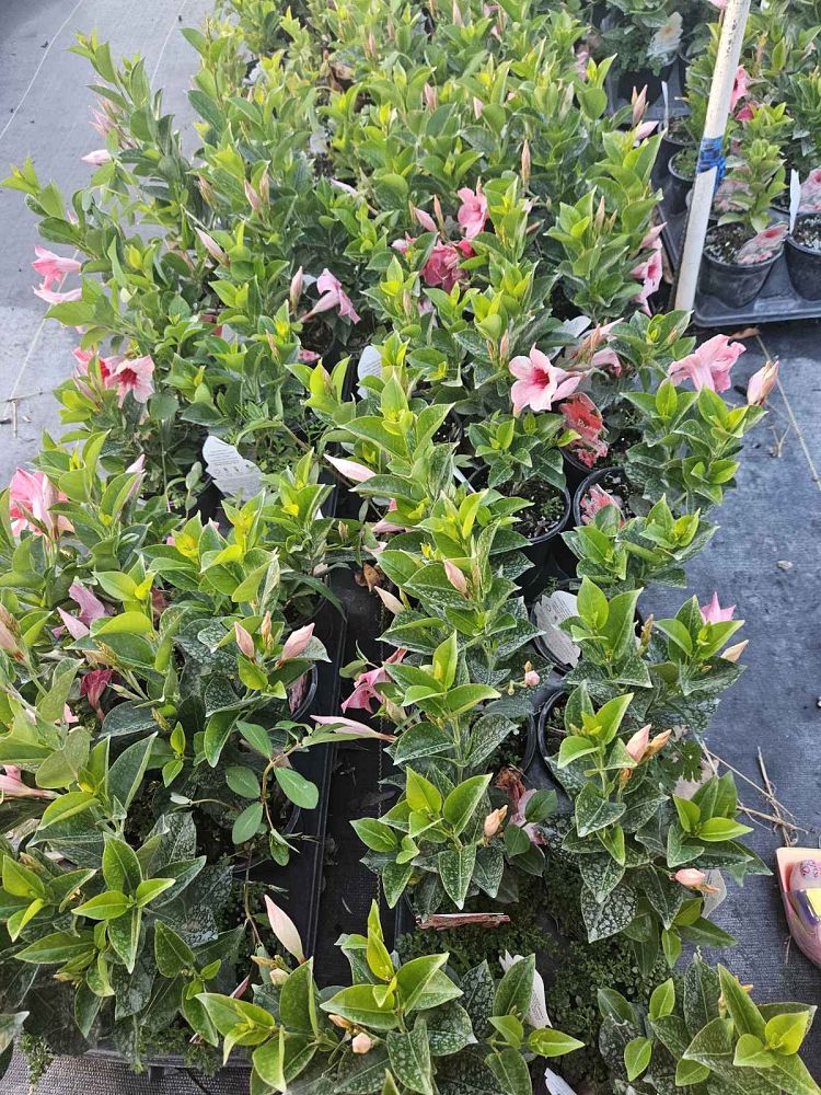 mandevilla-dipladenia