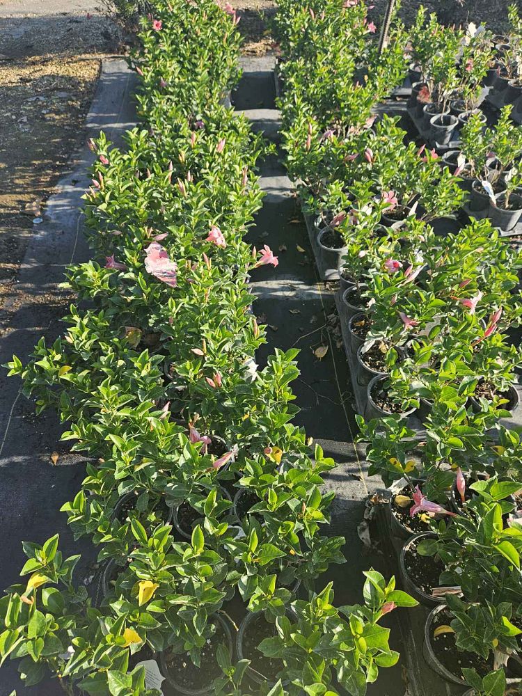 mandevilla-dipladenia
