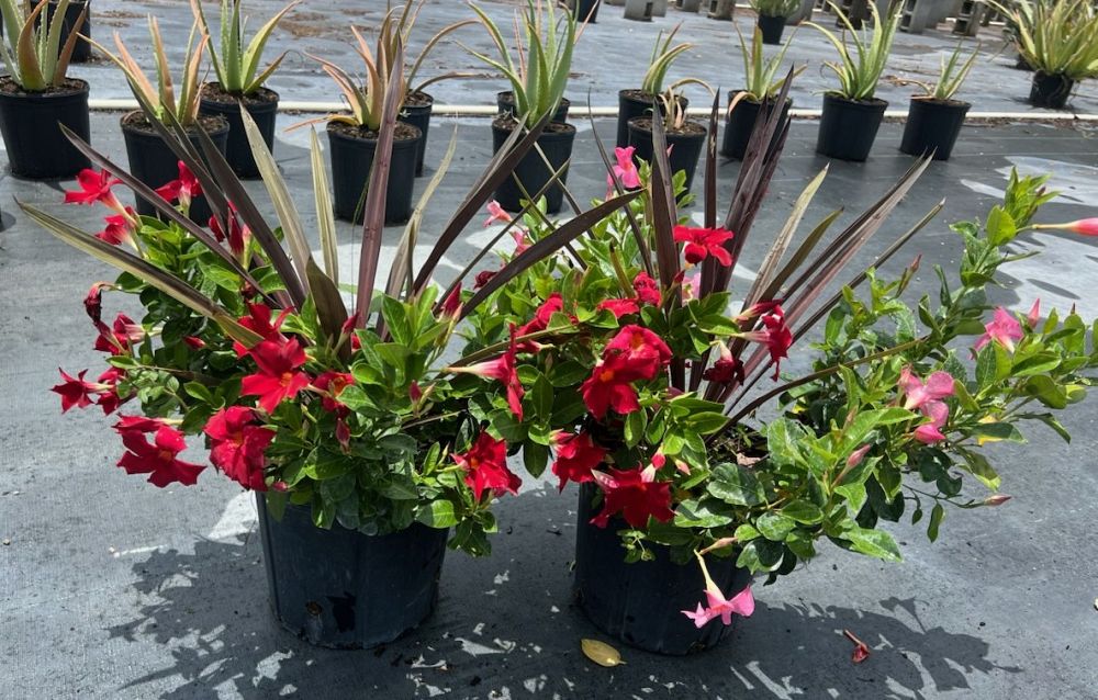 mandevilla-dipladenia