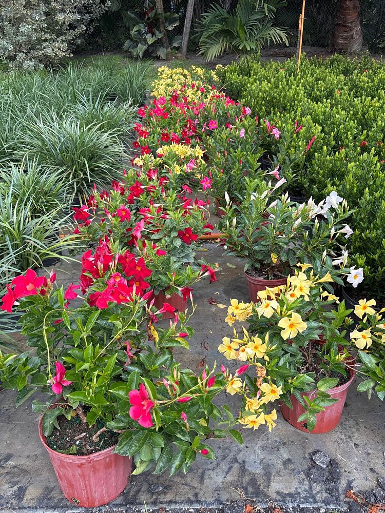 mandevilla-dipladenia
