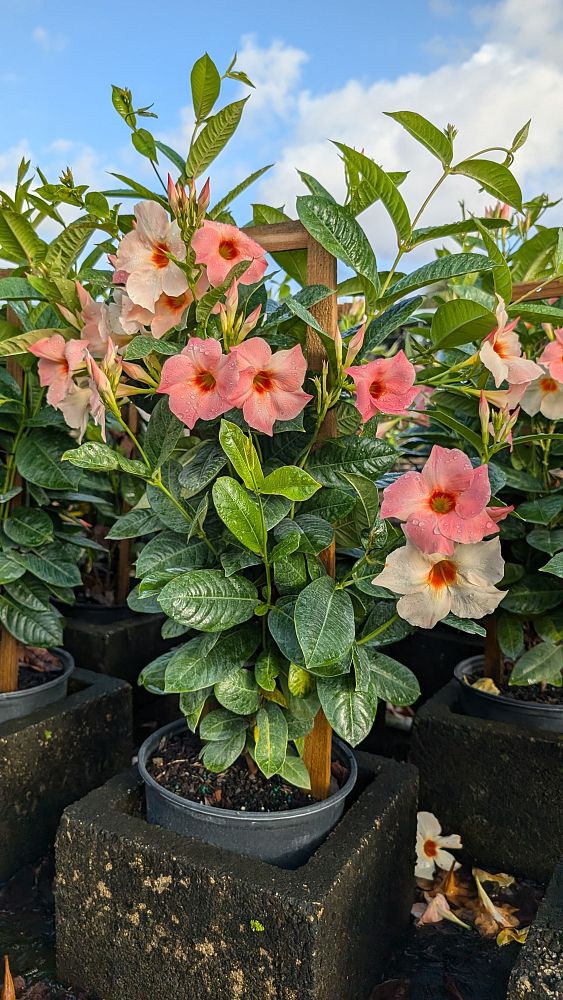 mandevilla-giant-peach-sunrise