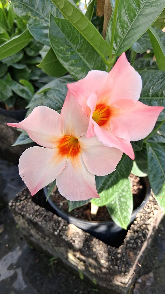 mandevilla-giant-peach-sunrise