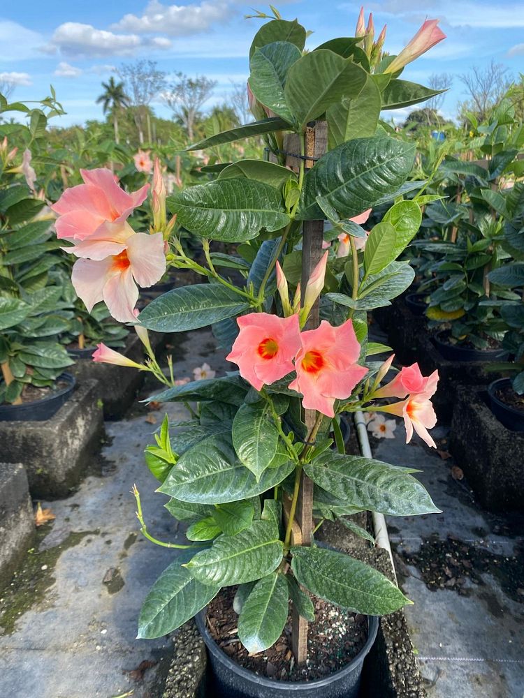 mandevilla-giant-peach-sunrise