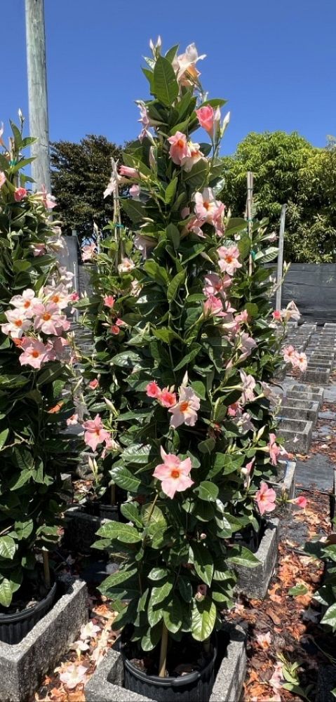 mandevilla-giant-peach-sunrise