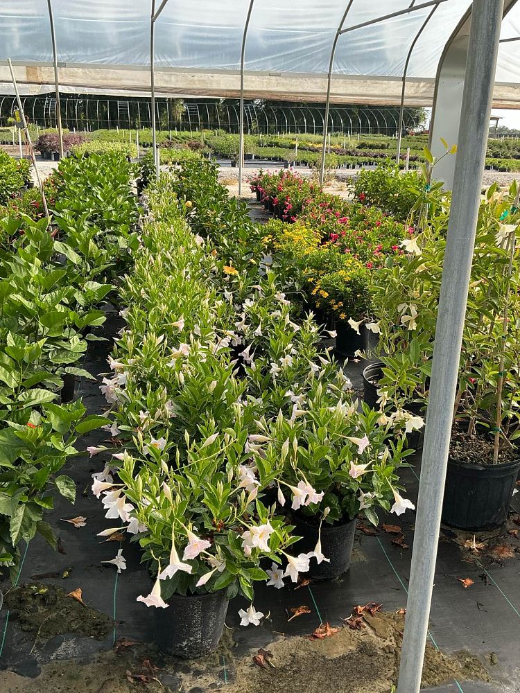 mandevilla-madinia-dipladenia