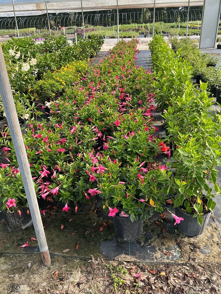 mandevilla-madinia-dipladenia