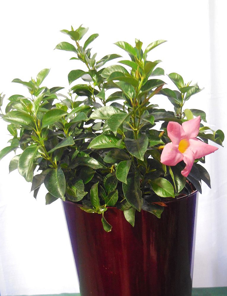 mandevilla-pink-dipladenia