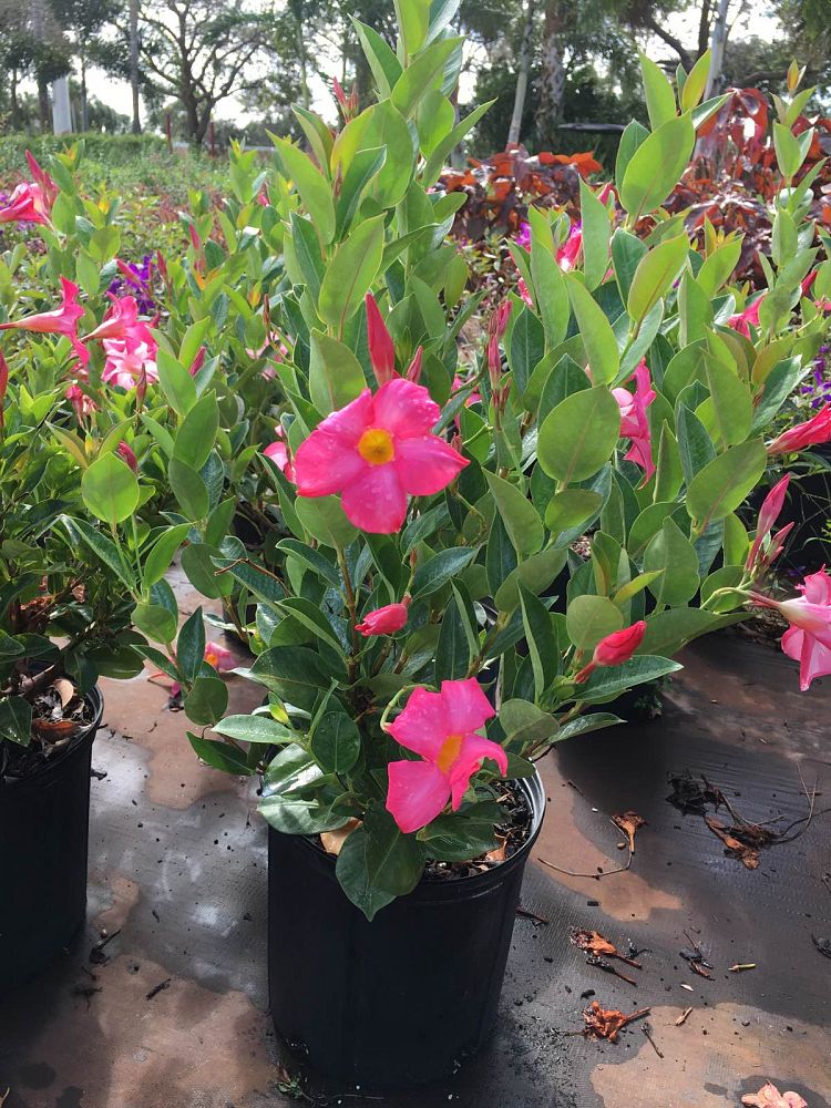 mandevilla-pink-dipladenia