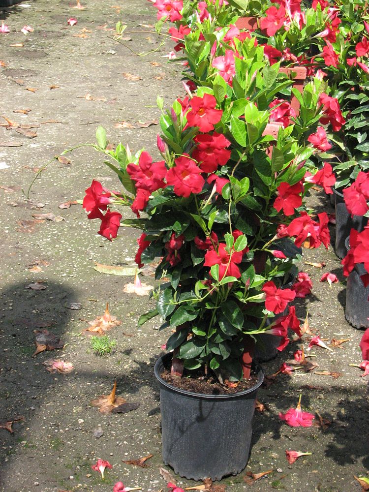 mandevilla-pink-dipladenia