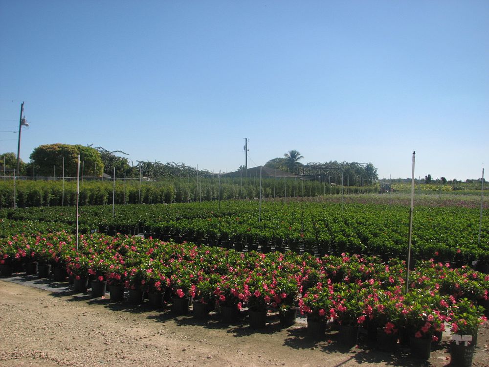 mandevilla-pink-dipladenia