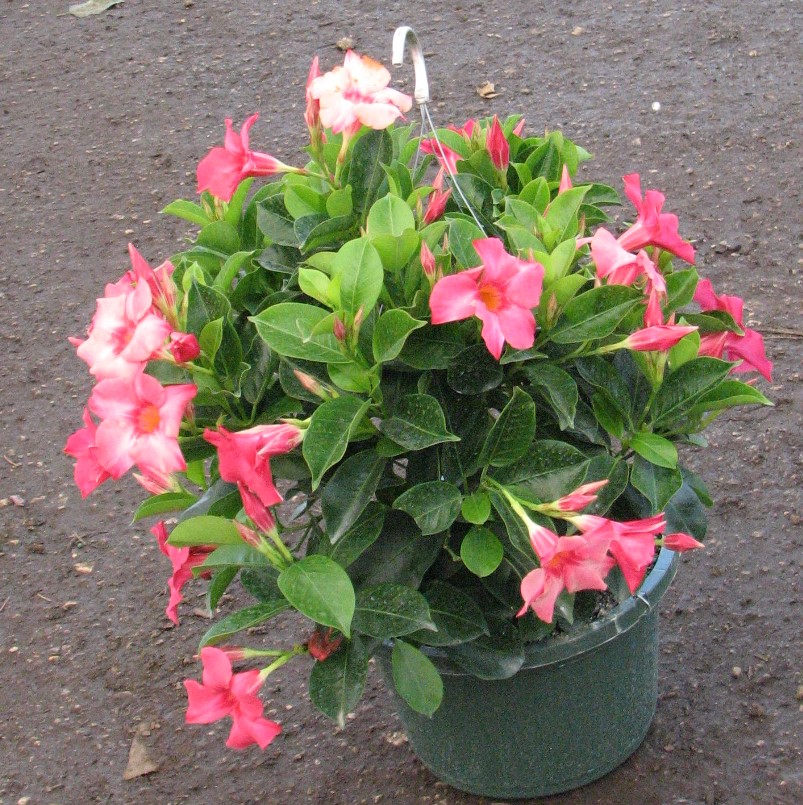 mandevilla-pink-dipladenia
