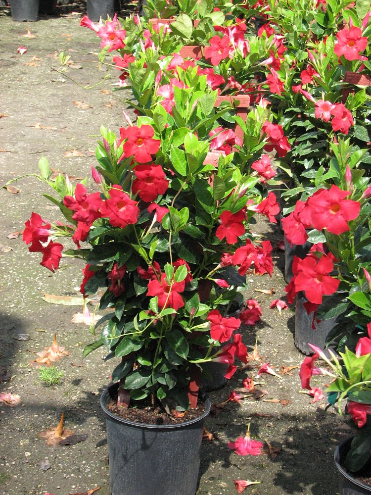 mandevilla-pink-dipladenia