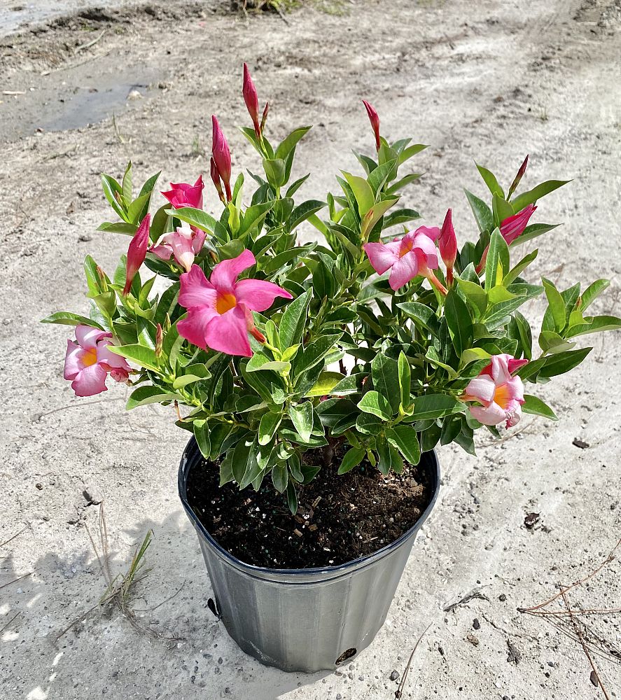 mandevilla-pink-dipladenia
