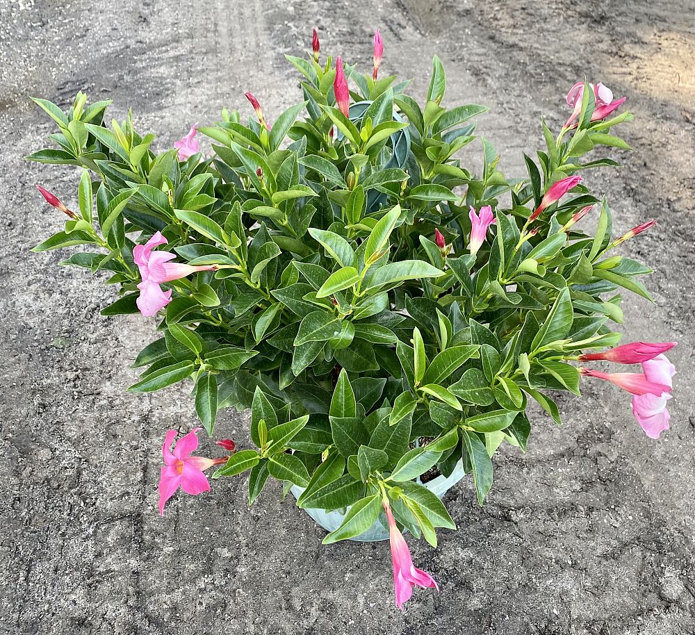 mandevilla-pink-dipladenia