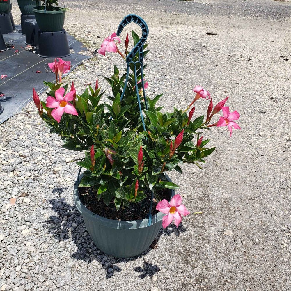 mandevilla-pink-dipladenia