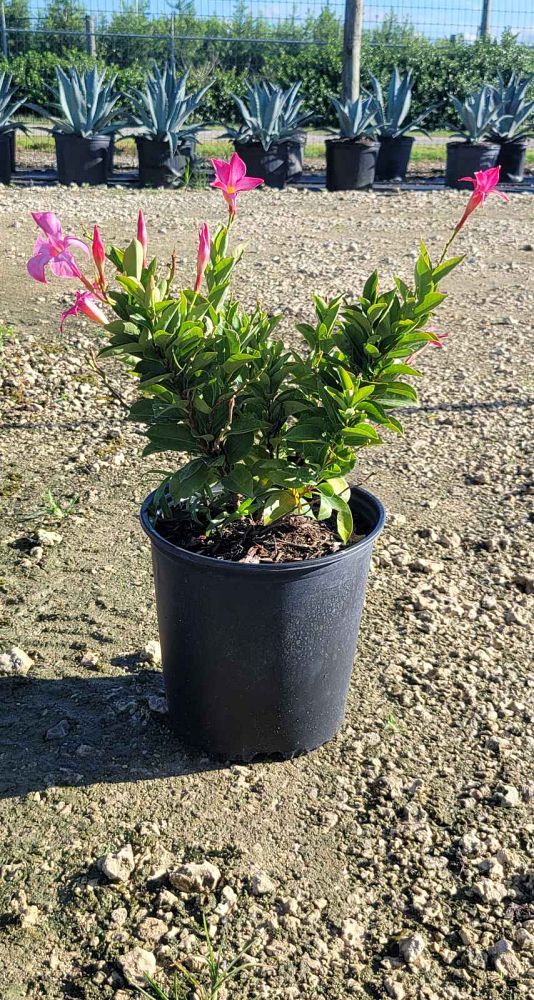 mandevilla-pink-dipladenia