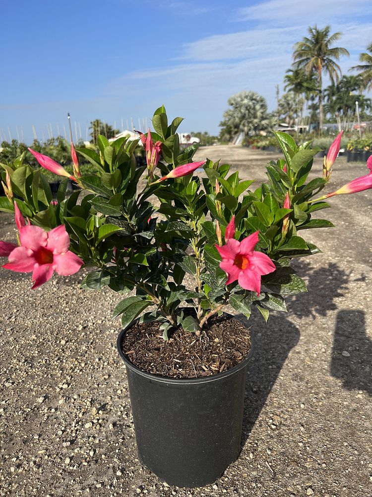 mandevilla-pink-dipladenia