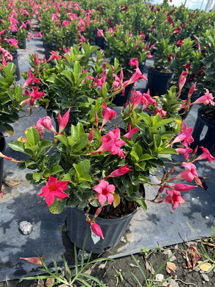 mandevilla-pink-dipladenia