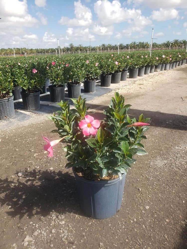 mandevilla-pink-dipladenia