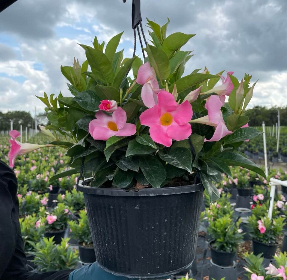 mandevilla-pink-dipladenia
