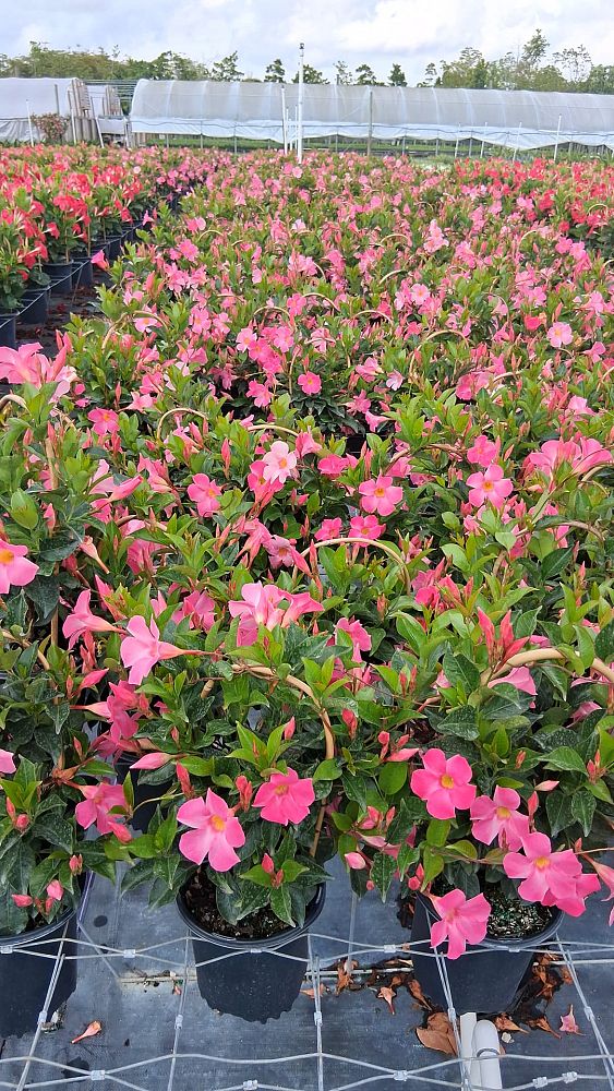 mandevilla-pink-dipladenia