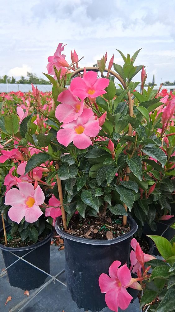 mandevilla-pink-dipladenia
