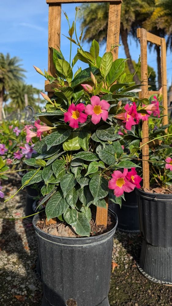 mandevilla-pink-dipladenia