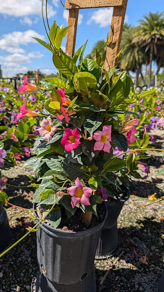 mandevilla-pink-dipladenia
