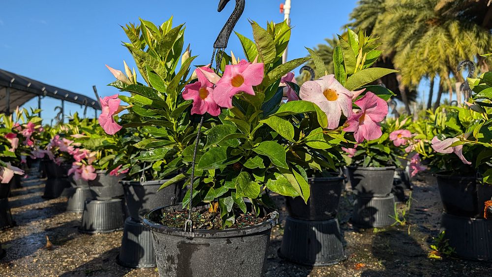 mandevilla-pink-dipladenia