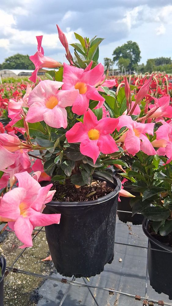 mandevilla-pink-dipladenia