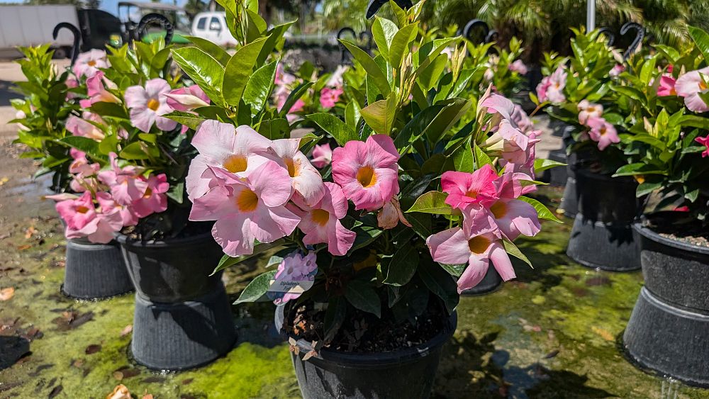 mandevilla-pink-dipladenia