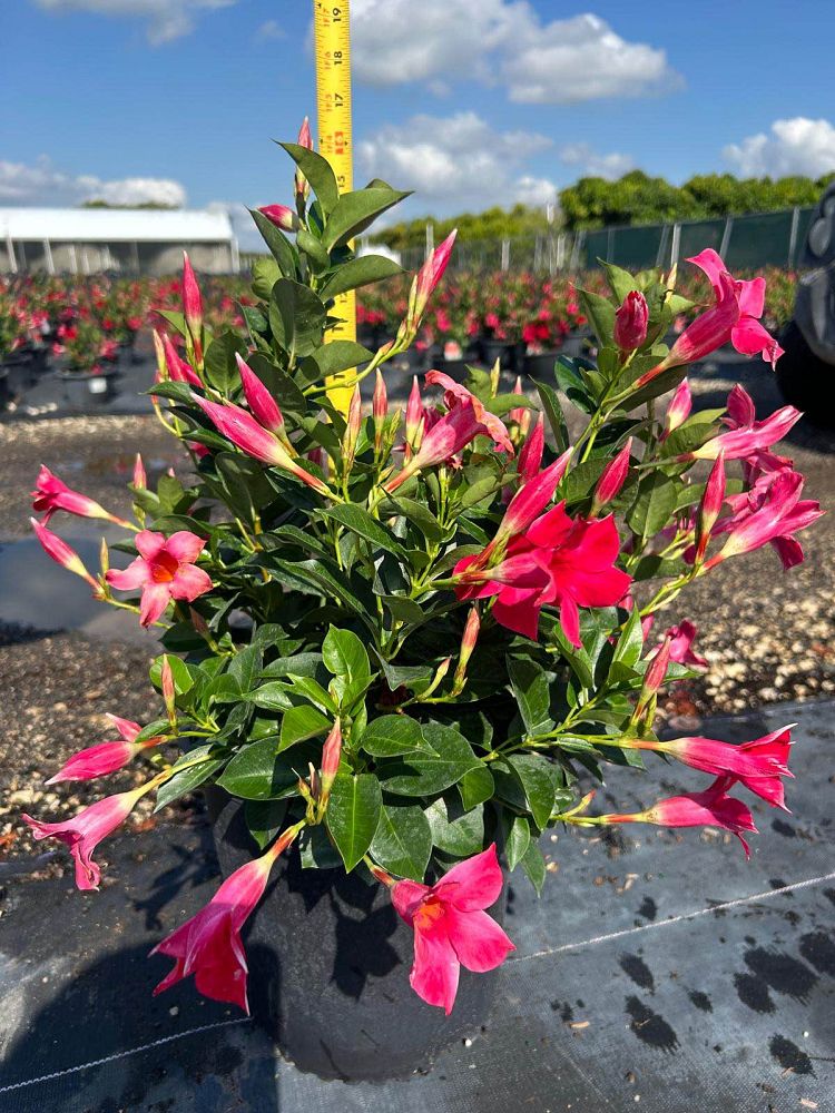 mandevilla-pink-dipladenia