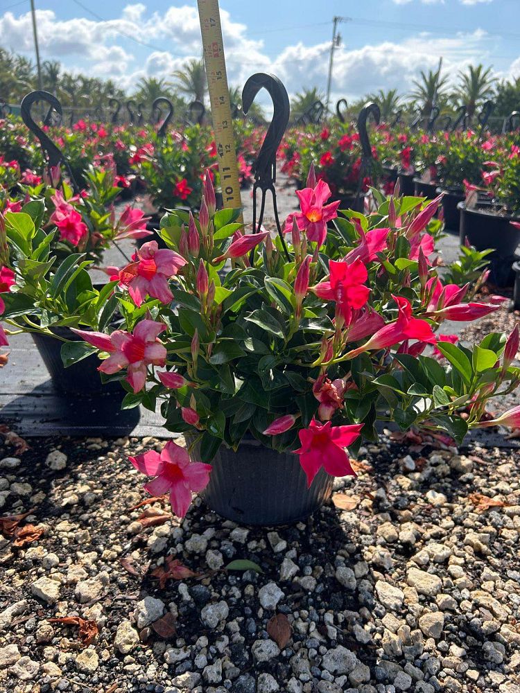 mandevilla-pink-dipladenia