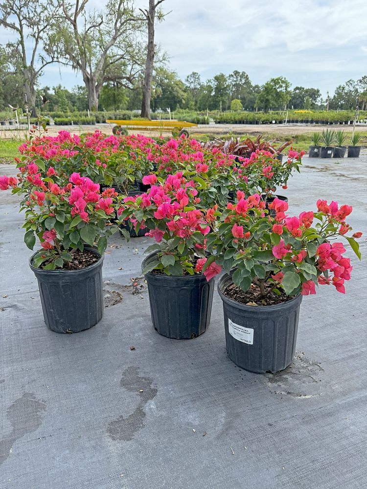 mandevilla-pink-dipladenia
