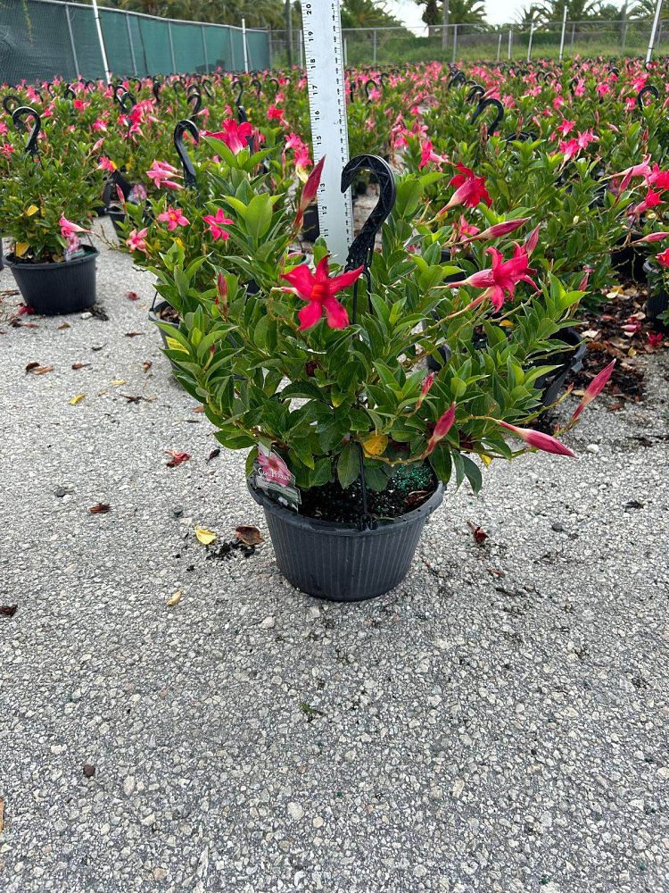 mandevilla-pink-dipladenia