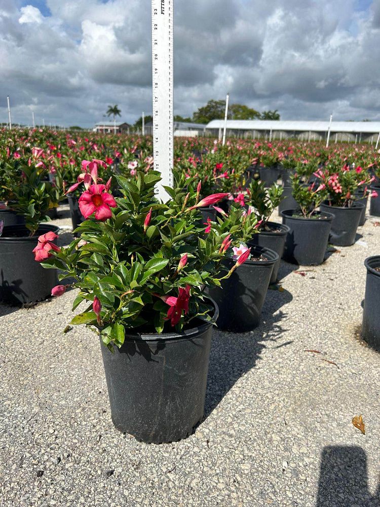 mandevilla-pink-dipladenia