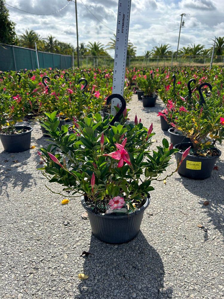 mandevilla-pink-dipladenia
