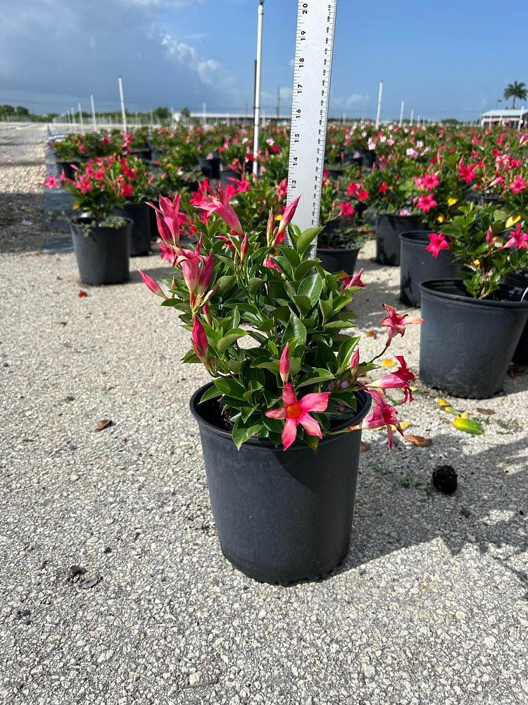 mandevilla-pink-dipladenia