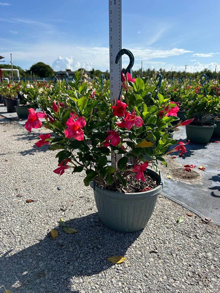 mandevilla-pink-dipladenia