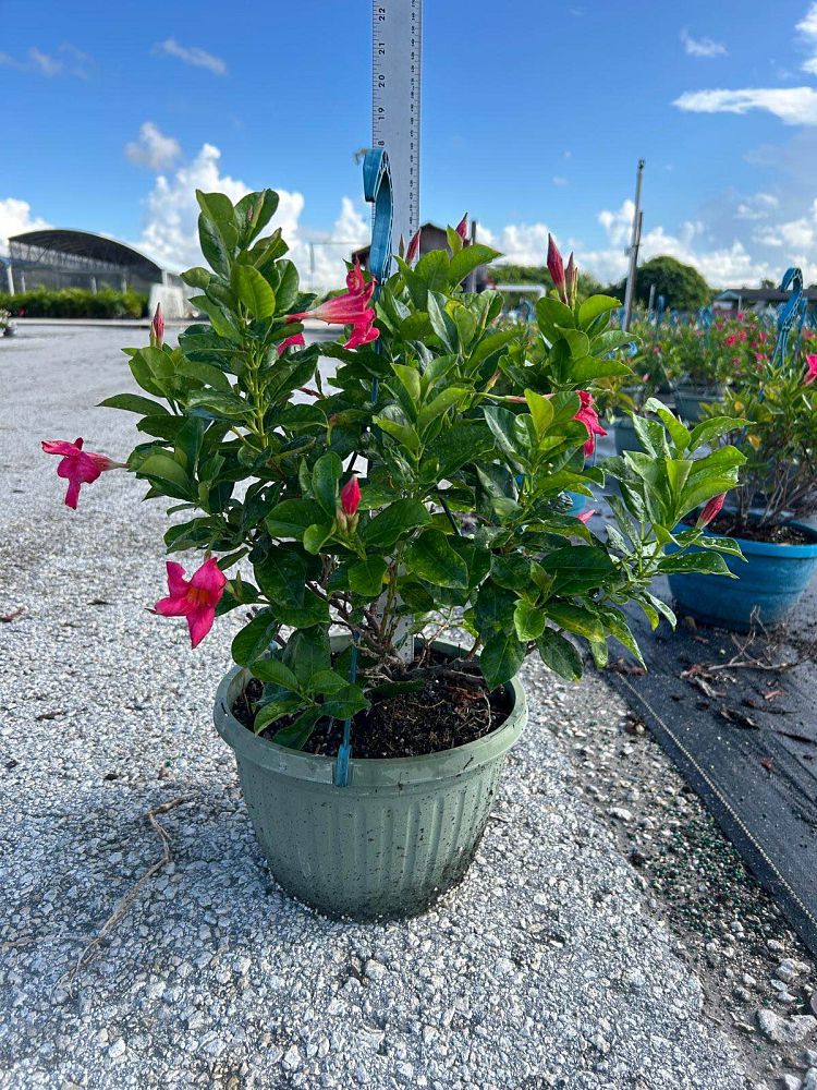 mandevilla-pink-dipladenia