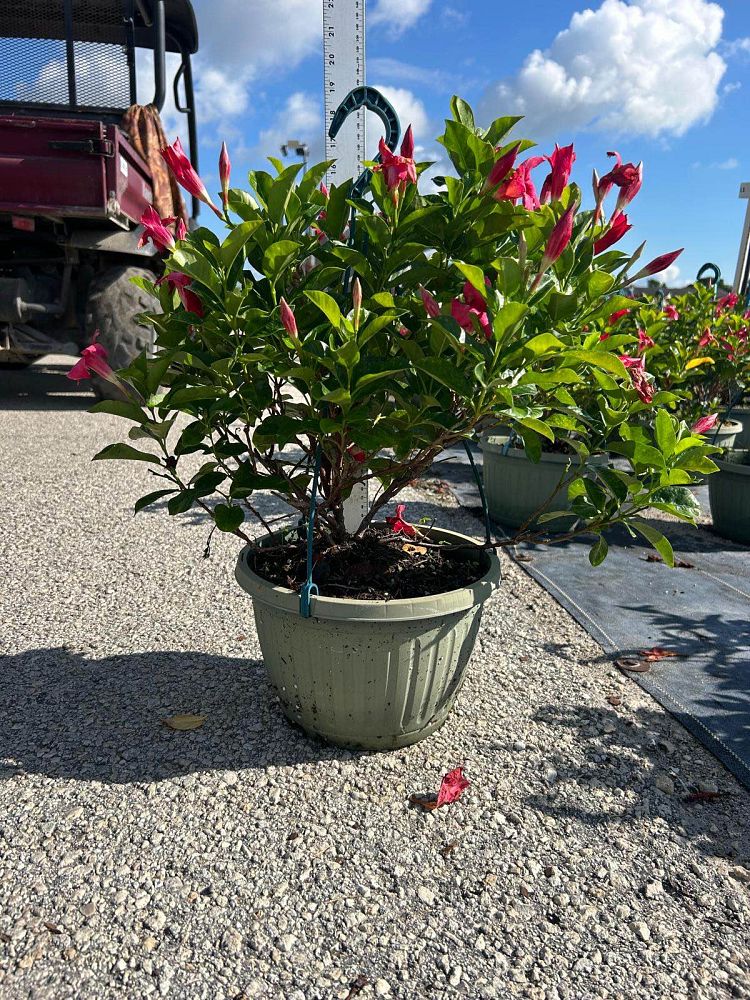 mandevilla-pink-dipladenia