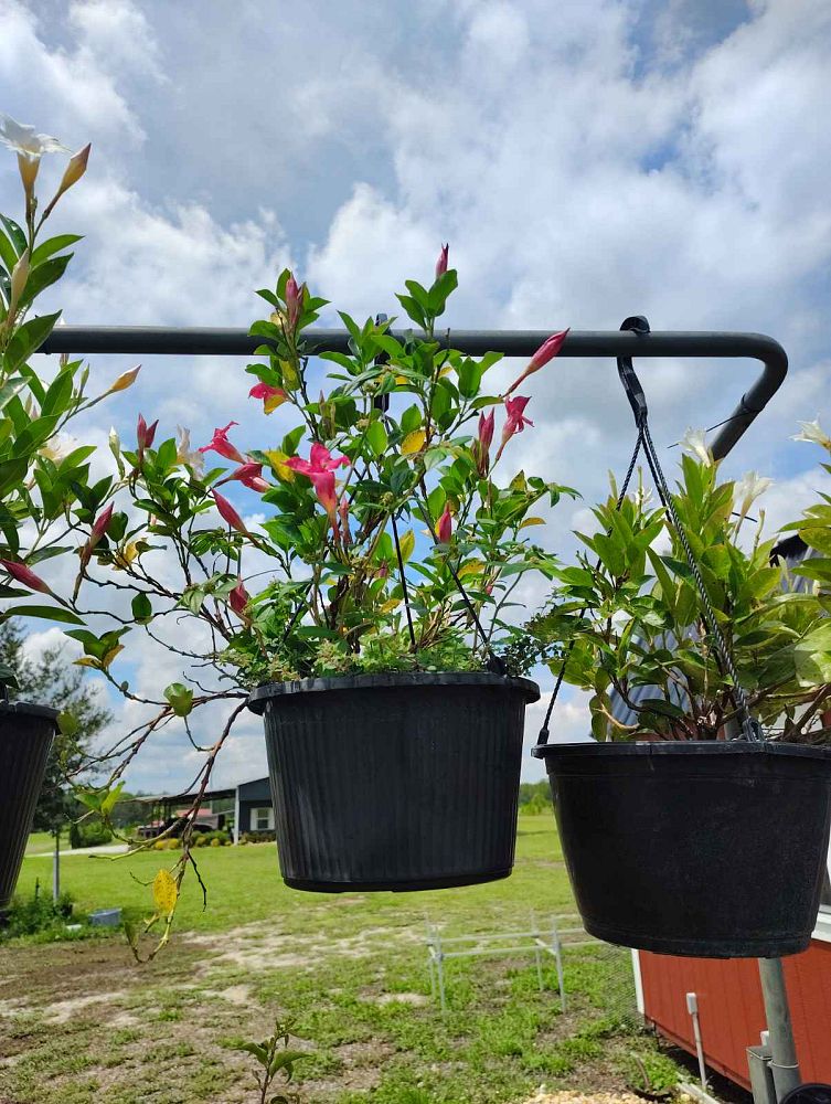 mandevilla-pink-dipladenia