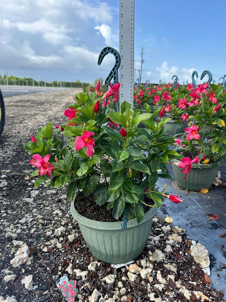 mandevilla-pink-dipladenia