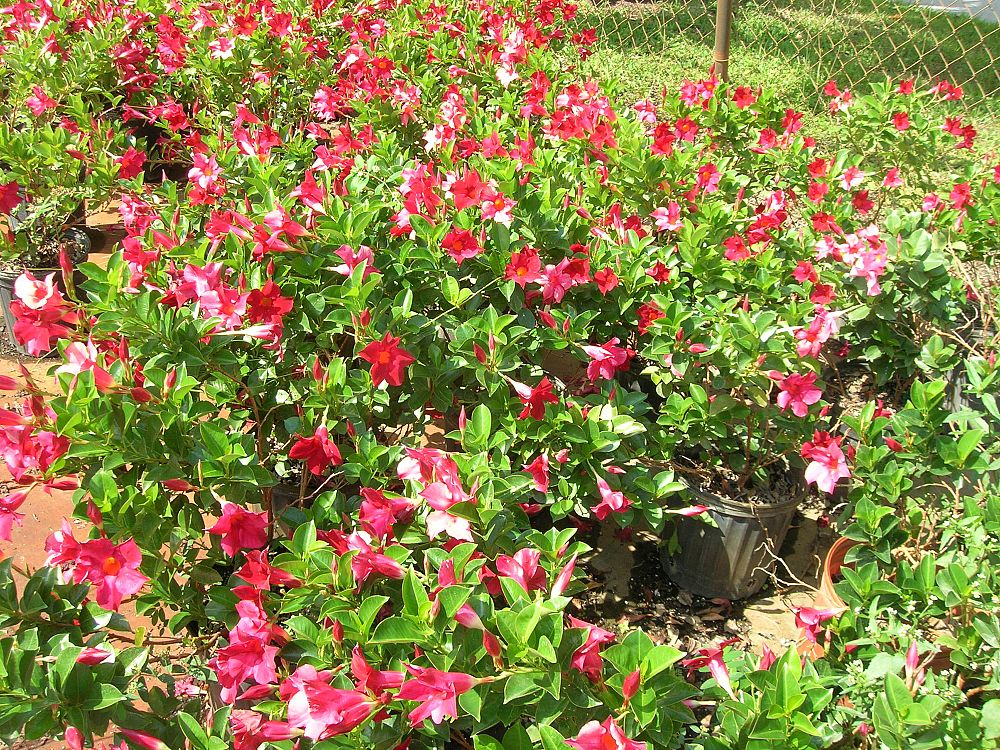 mandevilla-red-dipladenia