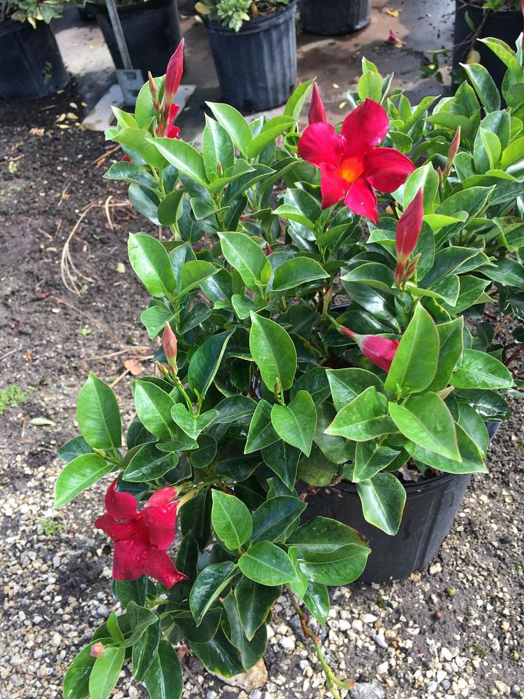 mandevilla-red-dipladenia